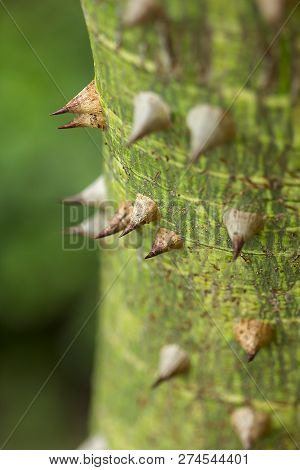 Bombax Ceiba Is A Soft Wood With Sharp Thorns.