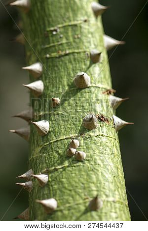 Bombax Ceiba Is A Soft Wood With Sharp Thorns.