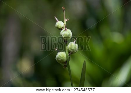 Green Tropical Plant On A Sunny Day