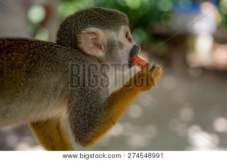 Little Monkey Eats Tropical Fruit From A Plate