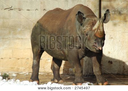 Spitzmaulnashorn