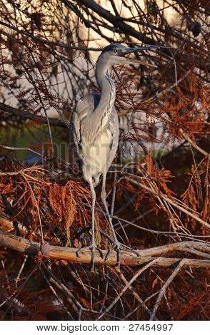 Blue heron mimikry