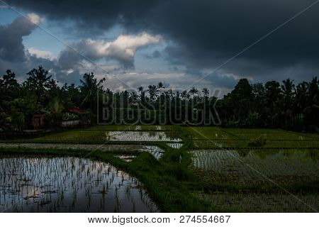 Rice Terace Full Of Water Before Powerfull Tropical Rain
