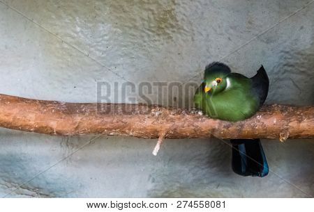 White Cheecked Turaco Sitting On A Branch, A Tropical Bird From The Highland Forests Of Africa