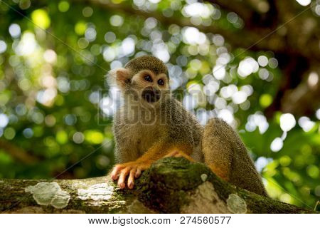 Ittle Monkey Sitting On A Tree And Looking Into The Distance