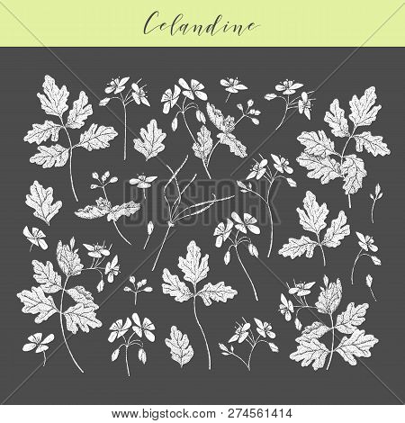 Vector Hand Drawn Medicinal, Cosmetics Herb Chelidonium Majus. Celandine Plant.