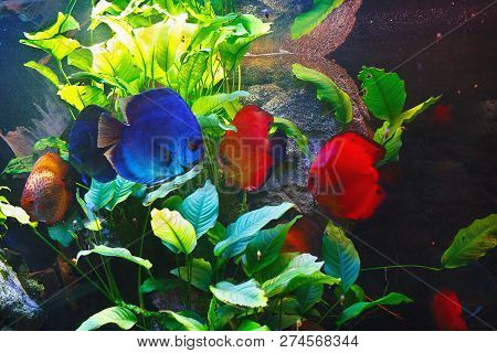 Colorful Beautiful Discuses (symphysodon Aequifasciatus) In Their Habitat