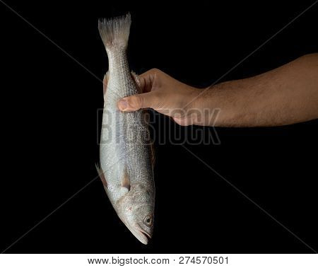 Hand Of Man Holding Fresh Raw Corvina Fish On Black