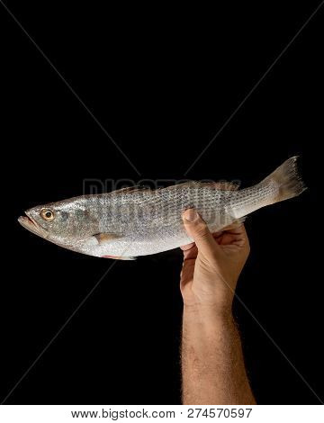 Hand Of Man Holding Fresh Raw Corvina Fish On Black