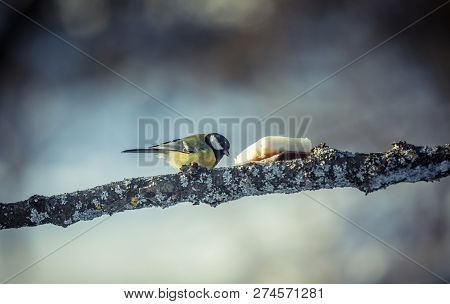 Great Tit Parus Major On A Tree In Winter
