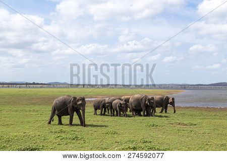 Kaudulla National Park, Sri Lanka - August 16, 2018: A Herd Of Elephants At A Lake In Kaudulla Natio