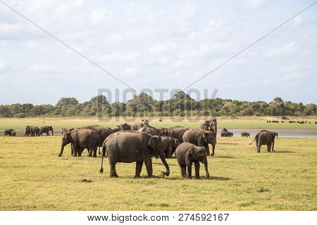 Kaudulla National Park, Sri Lanka - August 16, 2018: A Herd Of Elephants At A Lake In Kaudulla Natio