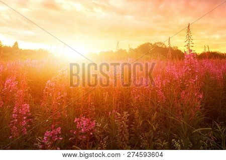 Pink Ivan-tea Or Epilobium Herbal Tea On Sunset Field, Close-up. Flowers Of Rosebay Willowherb In Th