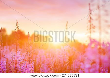 Pink Ivan-tea Or Epilobium Herbal Tea On Sunset Field, Close-up. Flowers Of Rosebay Willowherb In Th