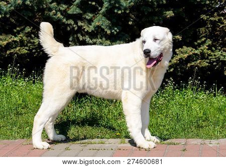 Central Asian Shepherd Dog Looks Right. The Central Asian Ovcharka Stands In The Park.