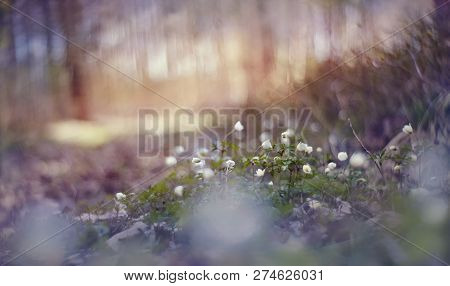 Background With Spring Primroses - White Flowers Of An Anemony