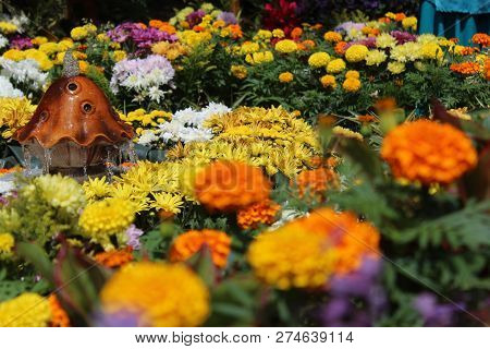 Tenom, Sabah - July 2018 : Flower Scene In A Garden
