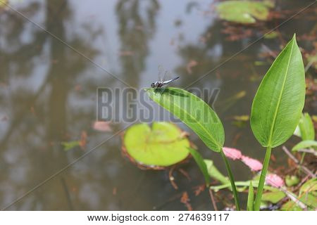 Tenom, Sabah -july 2018 : The Dragonfly On The Lotus Leaf