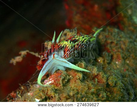 The Beauty And Healthy Coral Reefs In Underwater World In Sabah, Borneo,