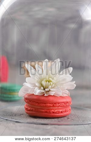 Delicate Pink Macarons With Chrysanthemum Flower Under A Glass Dome.