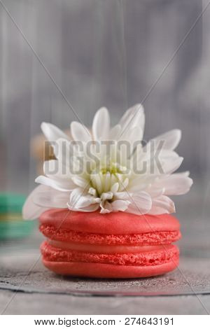Delicate Pink Macarons With The Taste Of Berries With A Chrysanthemum Flower Under A Glass Dome.