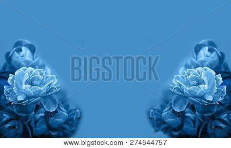 Art Photo Tree-like Peony, Tree-shaped Peony In The Garden, Peony Petals Close-up, Blue Background.