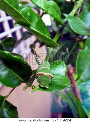 Butterfly Green Caterpillar With Big Fake Eyes Feeding On Tree Branch