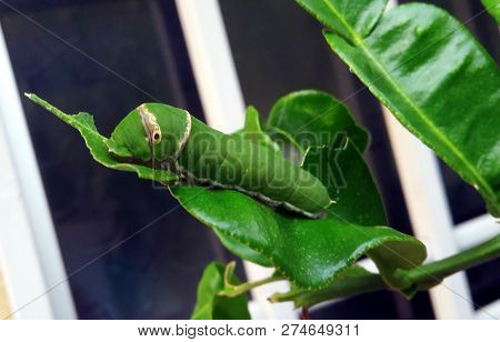 Butterfly Green Caterpillar With Big Fake Eyes Feeding On Tree Branch