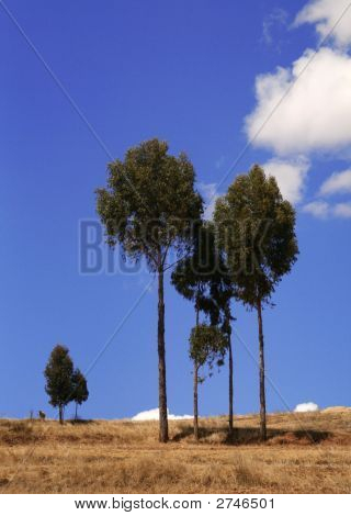 Drzew eukaliptusowych