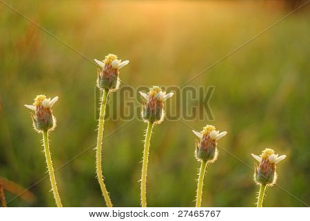 cinco botões de flores durante o pôr do sol