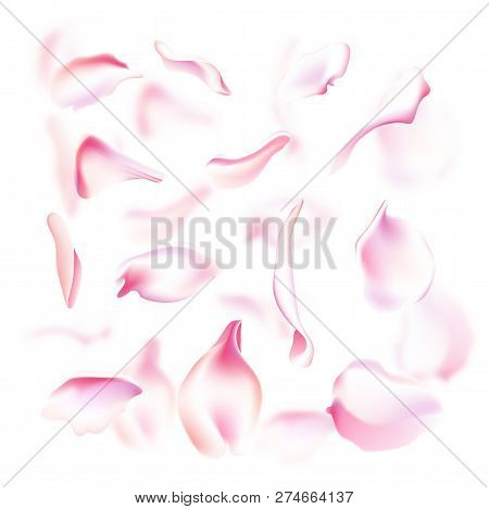 Vector Set Of Pink Falling Rose And Sakura Petals. Blurred Spring Blossom Petal Set With Decorative 