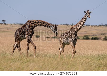 Male Masai Giraffe Bends To Sniff Female