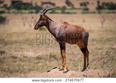 Male Topi Standing On Mound In Savannah
