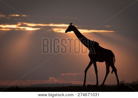 Masai Giraffe At Sunset Walks On Horizon