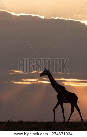 Masai Giraffe At Sunset Walks Along Horizon
