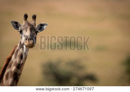 Masai Giraffe Poking Long Neck Into Frame