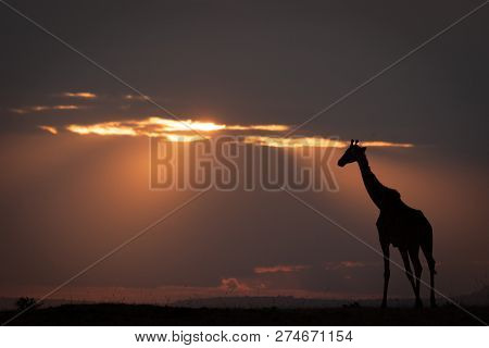 Masai Giraffe Stands On Horizon At Dusk