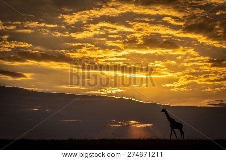 Masai Giraffe Walking On Horizon At Sunset
