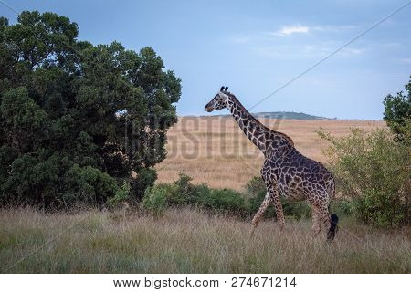 Masai Giraffe Walking Through Grass By Trees