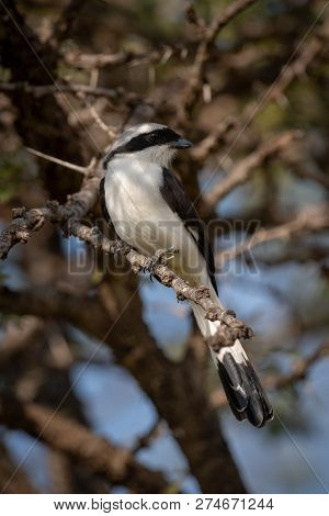 Northern White-crowned Shrike Perched In Whistling Thorn