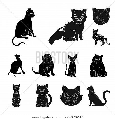 Vector Illustration Of Pet And Sphynx Logo. Set Of Pet And Fun Vector Icon For Stock.