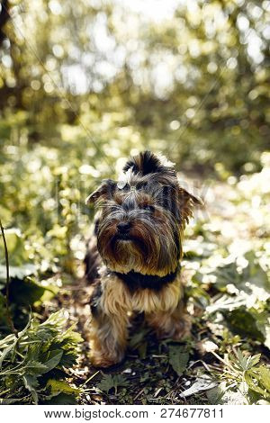 Yorkshire Terrier. Little Cute Dog On A Walk In The Park. Bright Background With Bokeh.