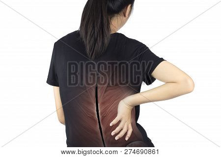 Spine Muscle Injury White Background Spine Pain