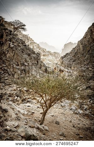 Small wadi in Hajar mountains in Ras Al Khaimah,UAE