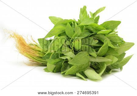 Fresh Chinese Spinach Isolated On The White Background.