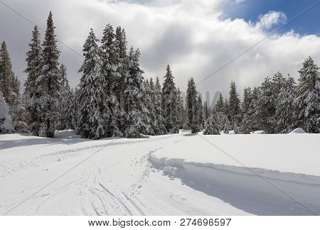 Winter Landscape With Ski Trail In Snowy Forest.