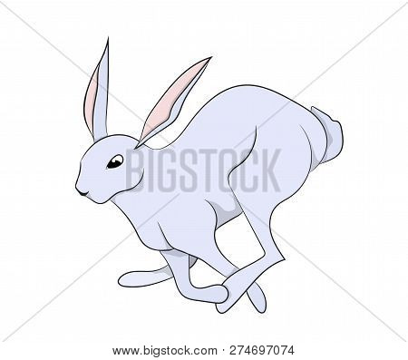 Vector Illustration White Hare Vector, White Background