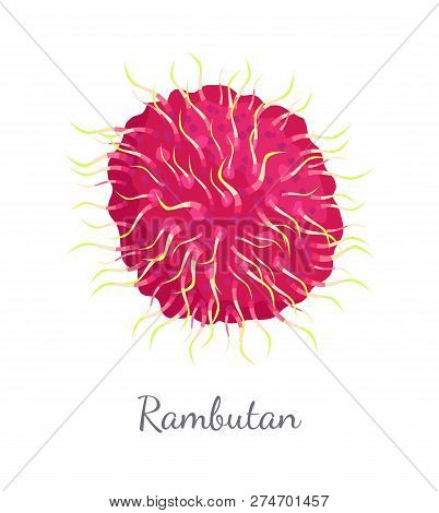 Rambutan Exotic Juicy Stone Fruit Vector Isolated. Dieting Vector Vegetarian Icon, Related To Edible