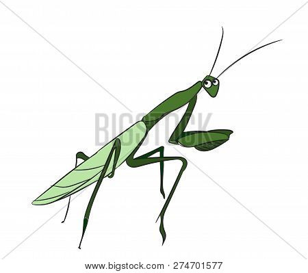 Vector Illustration Mantis Color. Vector, White Background