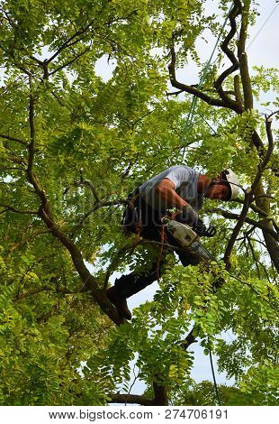 St Neots, Cambridgeshire, England - September 03, 2018: Tree Surgeon Up Tree With Chainsaw Trimming.